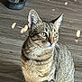 animal, cat, curious, domestic, ears, eyes, feline, fur, indoor, light_spots, mammal, pet, shoe, side_view, sitting, striped, tabby_cat, whiskers, wooden_floor, young_cat
