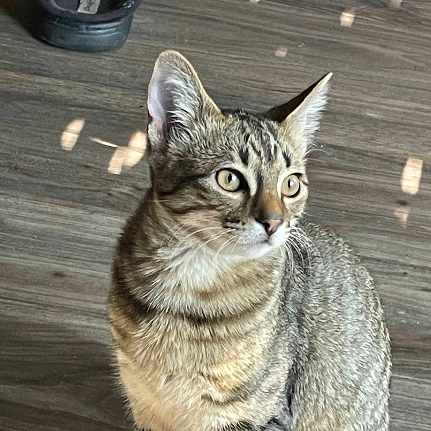 Mario The Ninja joined the competition — help win amazing prizes! animal, cat, curious, domestic, ears, eyes, feline, fur, indoor, light_spots, mammal, pet, shoe, side_view, sitting, striped, tabby_cat, whiskers, wooden_floor, young_cat