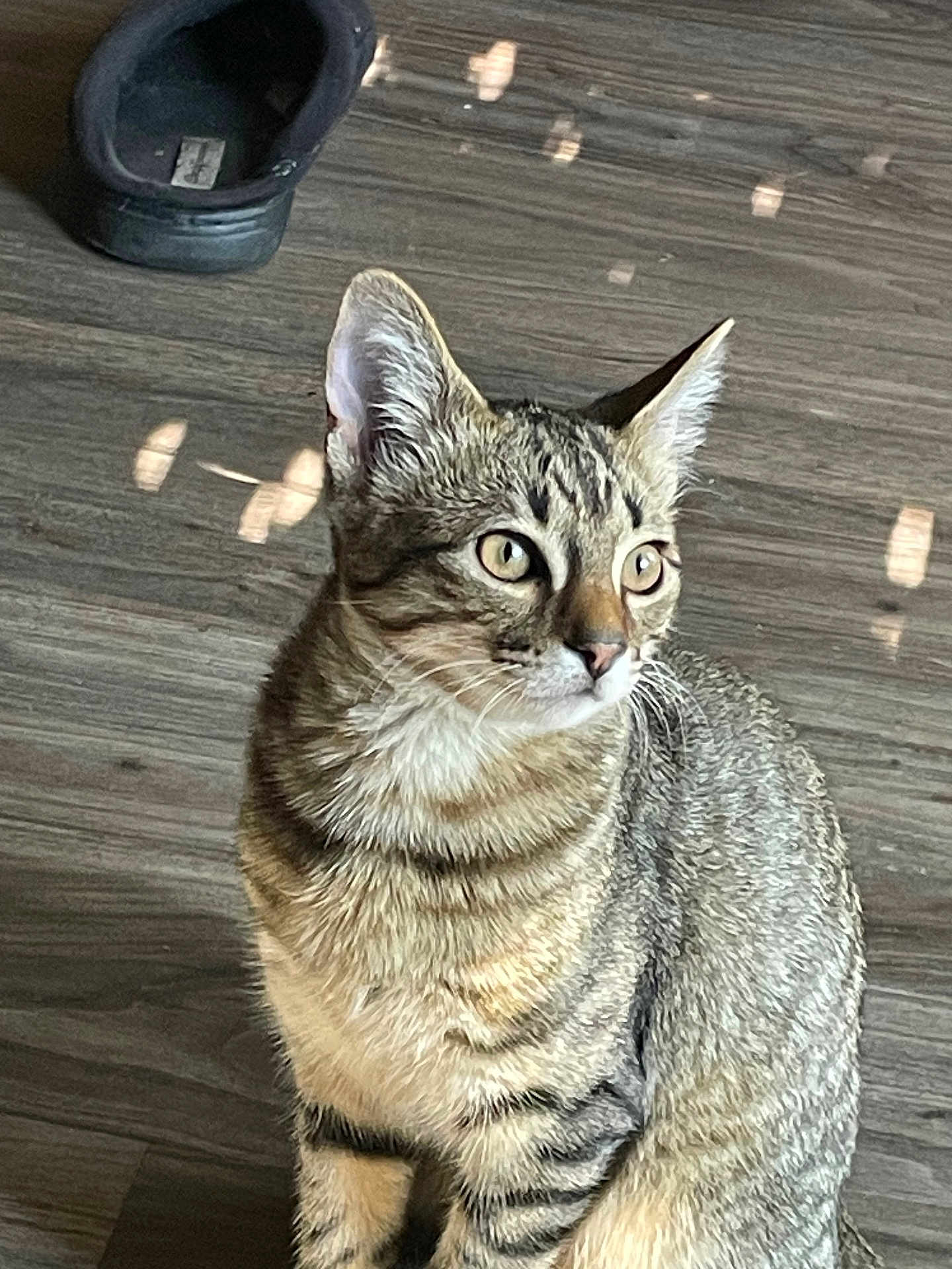 Mario The Ninja joined the competition — help win amazing prizes! animal, cat, curious, domestic, ears, eyes, feline, fur, indoor, light_spots, mammal, pet, shoe, side_view, sitting, striped, tabby_cat, whiskers, wooden_floor, young_cat