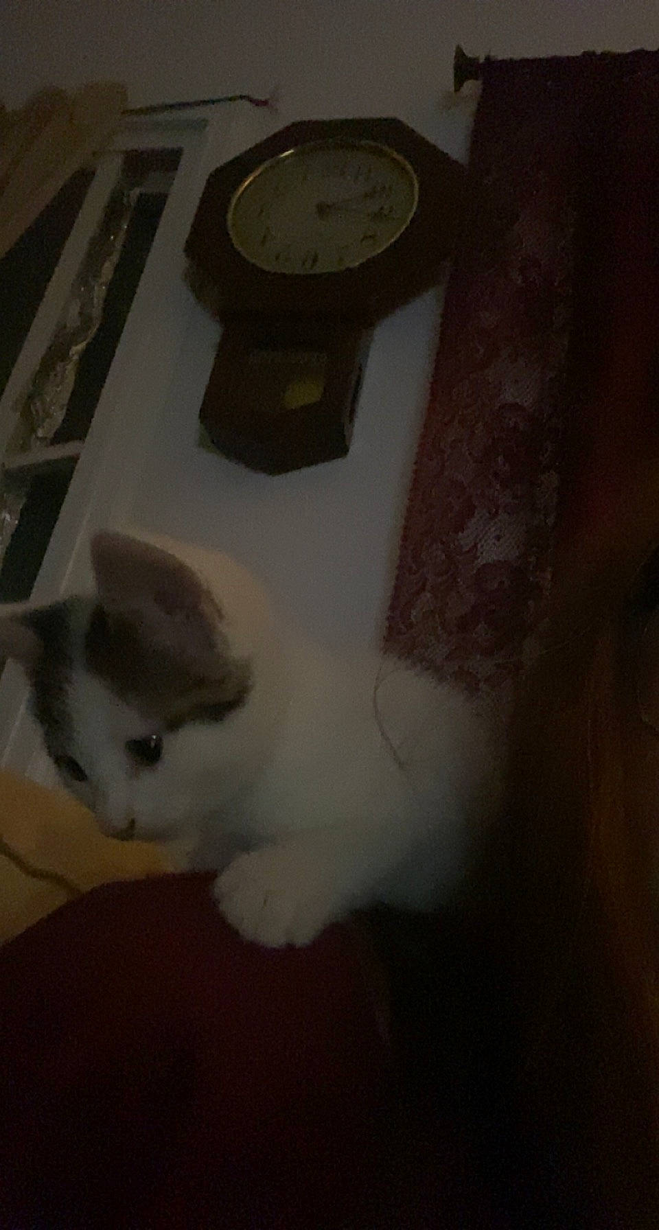 Buster joined the competition — help win amazing prizes! carnivore, cat, circle, clock, domestic_short_haired_cat, felidae, flooring, fur, gauge, grey, hardwood, home_accessories, measuring_instrument, paw, picture_frame, room, small_to_medium_sized_cats, tail, whiskers, wood