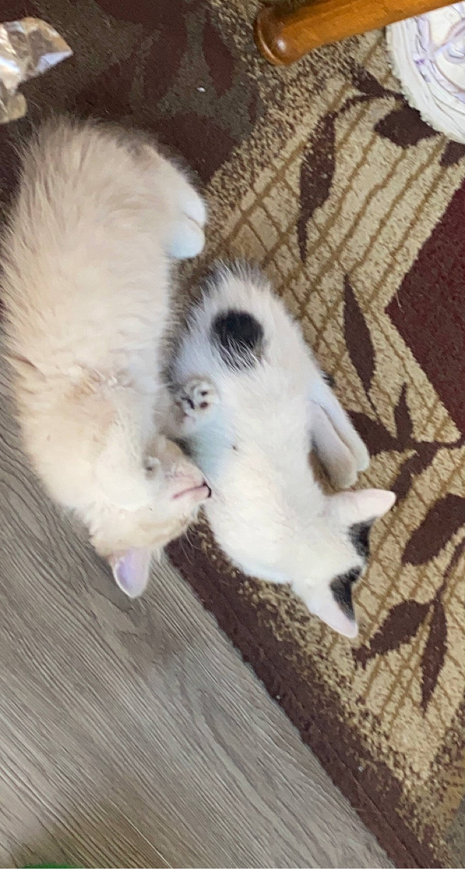 Buster joined the competition — help win amazing prizes! carnivore, cat, claw, comfort, companion_dog, dog_breed, felidae, floor, flooring, fur, hardwood, linens, pattern, paw, small_to_medium_sized_cats, tail, terrestrial_animal, whiskers, wood, woven_fabric