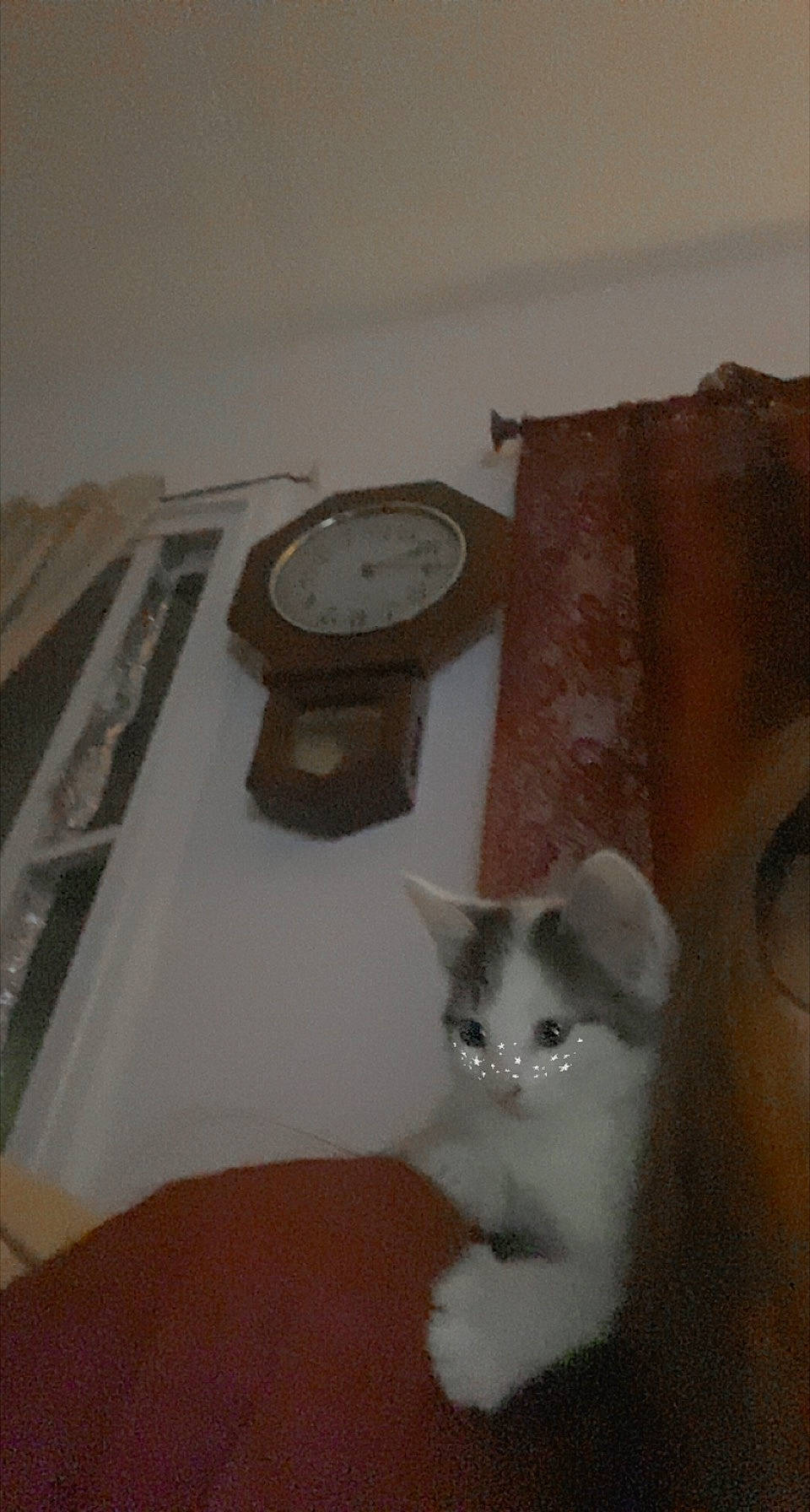 Buster joined the competition — help win amazing prizes! box, cat, chair, circle, clock, domestic_short_haired_cat, felidae, flooring, fur, grey, hardwood, home_accessories, linens, plaster, quartz_clock, room, small_to_medium_sized_cats, tail, whiskers, wood