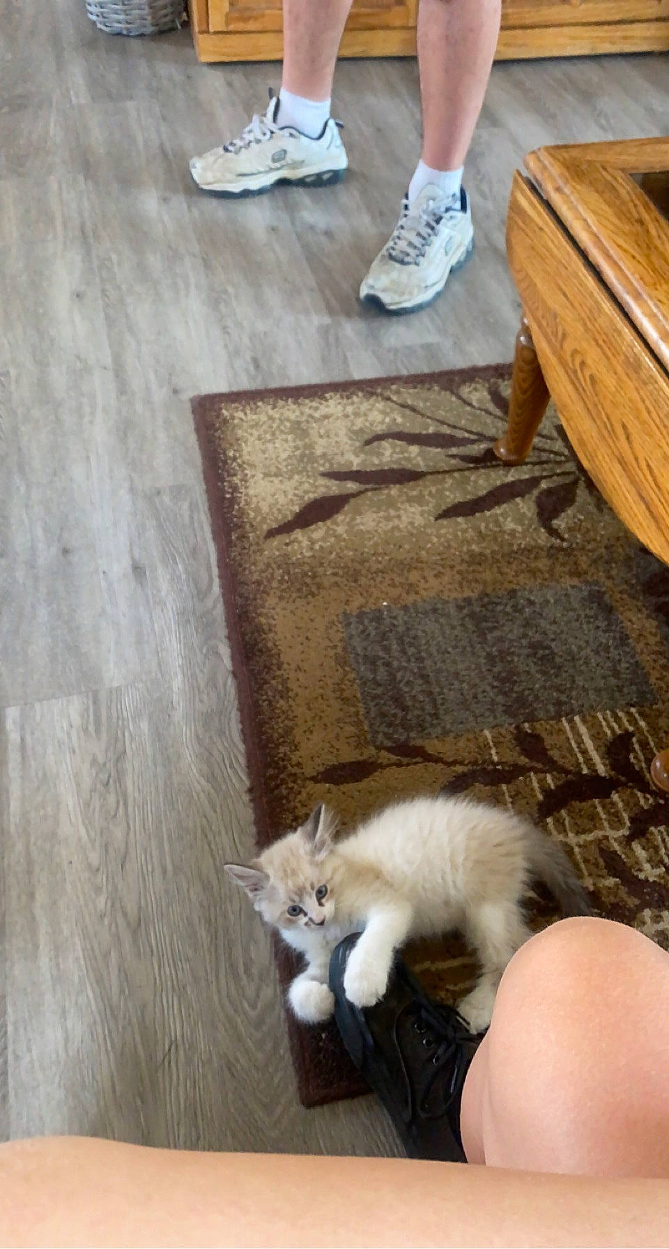 Snickers is registered to the contest to win money with this photo: canidae, carnivore, cat, companion_dog, dog_breed, fawn, felidae, floor, flooring, hardwood, human_leg, small_to_medium_sized_cats, snout, sporting_group, table, tail, walking_shoe, whiskers, wood, wood_stain