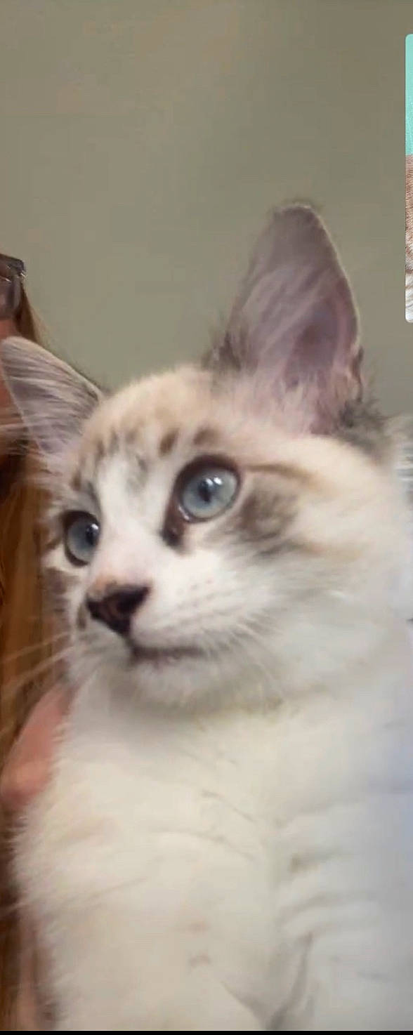 Snickers joined the competition — help win amazing prizes! carnivore, cat, domestic_short_haired_cat, ear, eye, fawn, felidae, fur, small_to_medium_sized_cats, snout, terrestrial_animal, whiskers