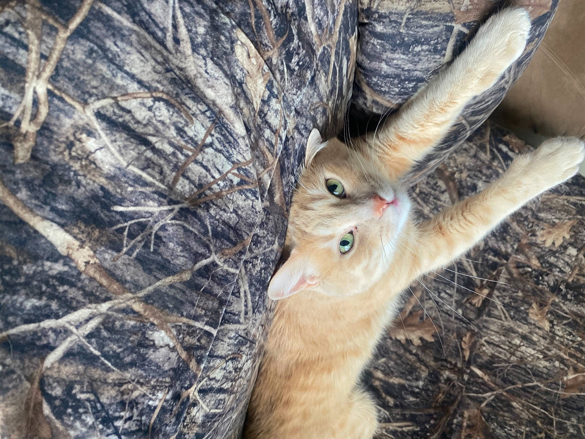 Chuck joined the competition — help win amazing prizes! beak, brown_hare, deer, eye, fawn, feather, goat_antelope, grass, hare, head, horn, natural_material, plant, rabbit, rabbits_and_hares, snout, tail, terrestrial_animal, tree, whiskers