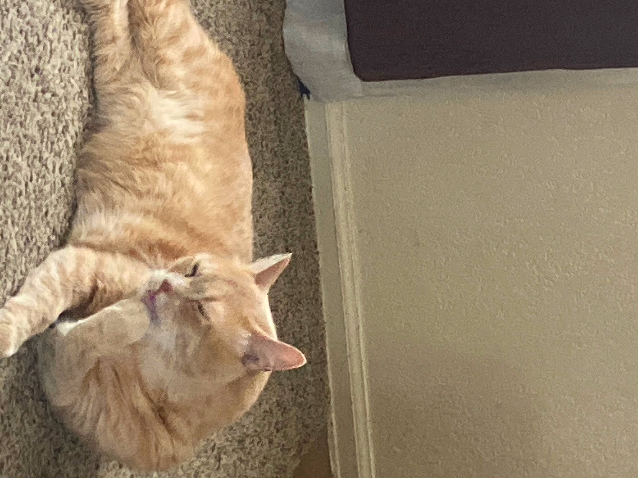 Chuck joined the competition — help win amazing prizes! canidae, carnivore, cat, claw, comfort, dog_breed, domestic_short_haired_cat, fawn, felidae, flooring, fur, human_leg, paw, small_to_medium_sized_cats, snout, sporting_group, tail, tree, whiskers, wood