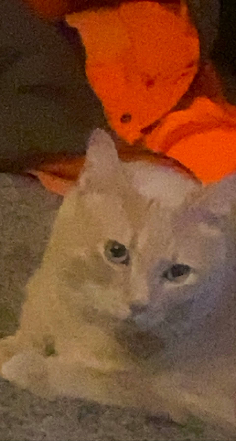 Chuck is registered to the contest to win money with this photo: art, carnivore, cat, creative_arts, drawing, fawn, felidae, fur, illustration, paint, painting, paper_product, small_to_medium_sized_cats, snout, tail, terrestrial_animal, tints_and_shades, visual_arts, watercolor_paint, whiskers