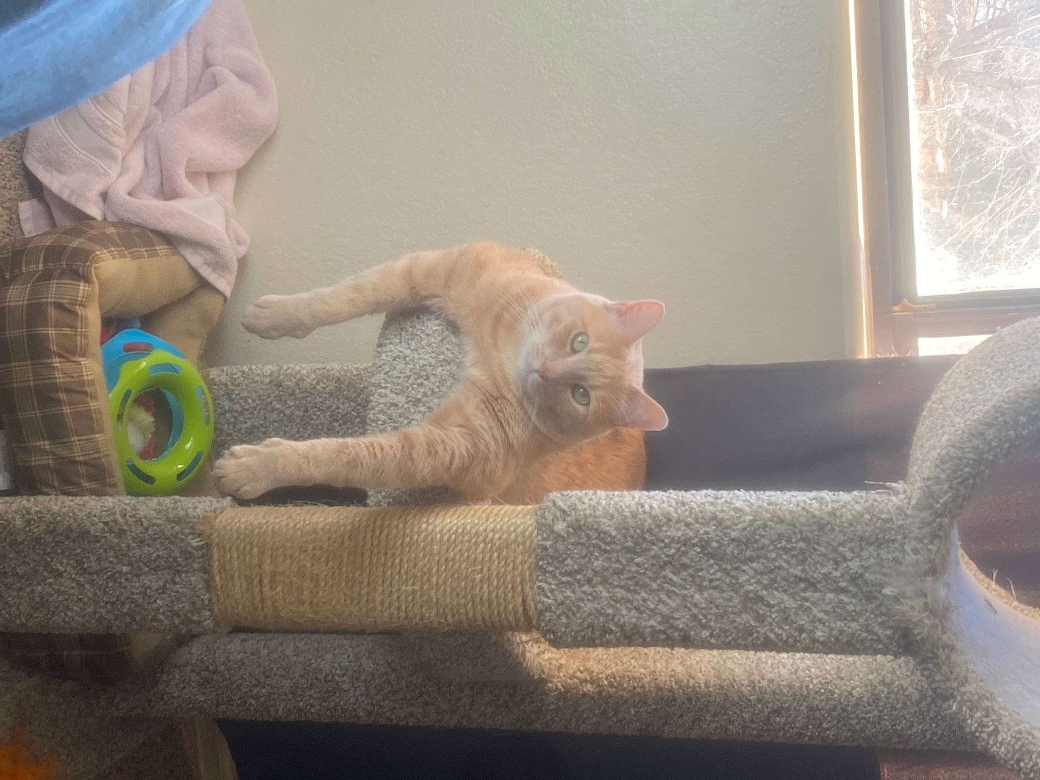 Chuck joined the competition — help win amazing prizes! carnivore, cat, cat_supply, chair, comfort, domestic_short_haired_cat, fawn, felidae, flooring, fur, grey, hardwood, mammal, paw, room, small_to_medium_sized_cats, tail, whiskers, window, wood