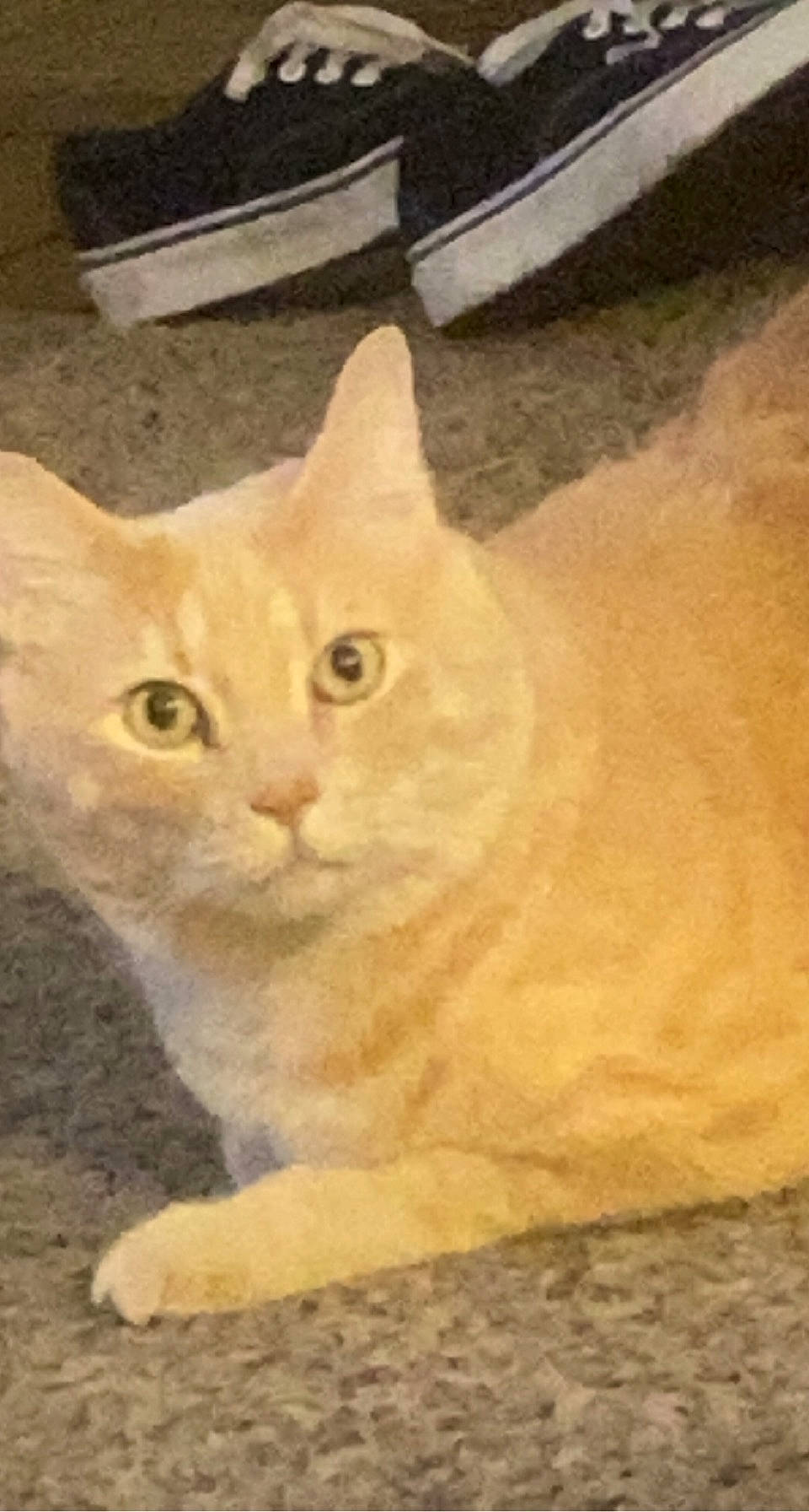 Chuck joined the competition — help win amazing prizes! carnivore, cat, domestic_short_haired_cat, felidae, fur, small_to_medium_sized_cats, snout, tail, whiskers, window, wood