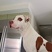 Meco is registered to the contest to win money with this photo: dog, indoor, kitchen, refrigerator, white_dog, brown_spots, pet, side_profile, canine, house, appliance, domestic_animal, attentive, standing, fur, animal, portrait, background, cabinet, home