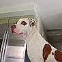 dog, indoor, kitchen, refrigerator, white_dog, brown_spots, pet, side_profile, canine, house, appliance, domestic_animal, attentive, standing, fur, animal, portrait, background, cabinet, home