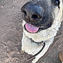 dog, close_up, tongue_out, leash, dirt, outdoor, brown_eyes, canine, playful, fur, collar, pet, animal, looking_up, boots, ground, whiskers, nose, happy, friendly