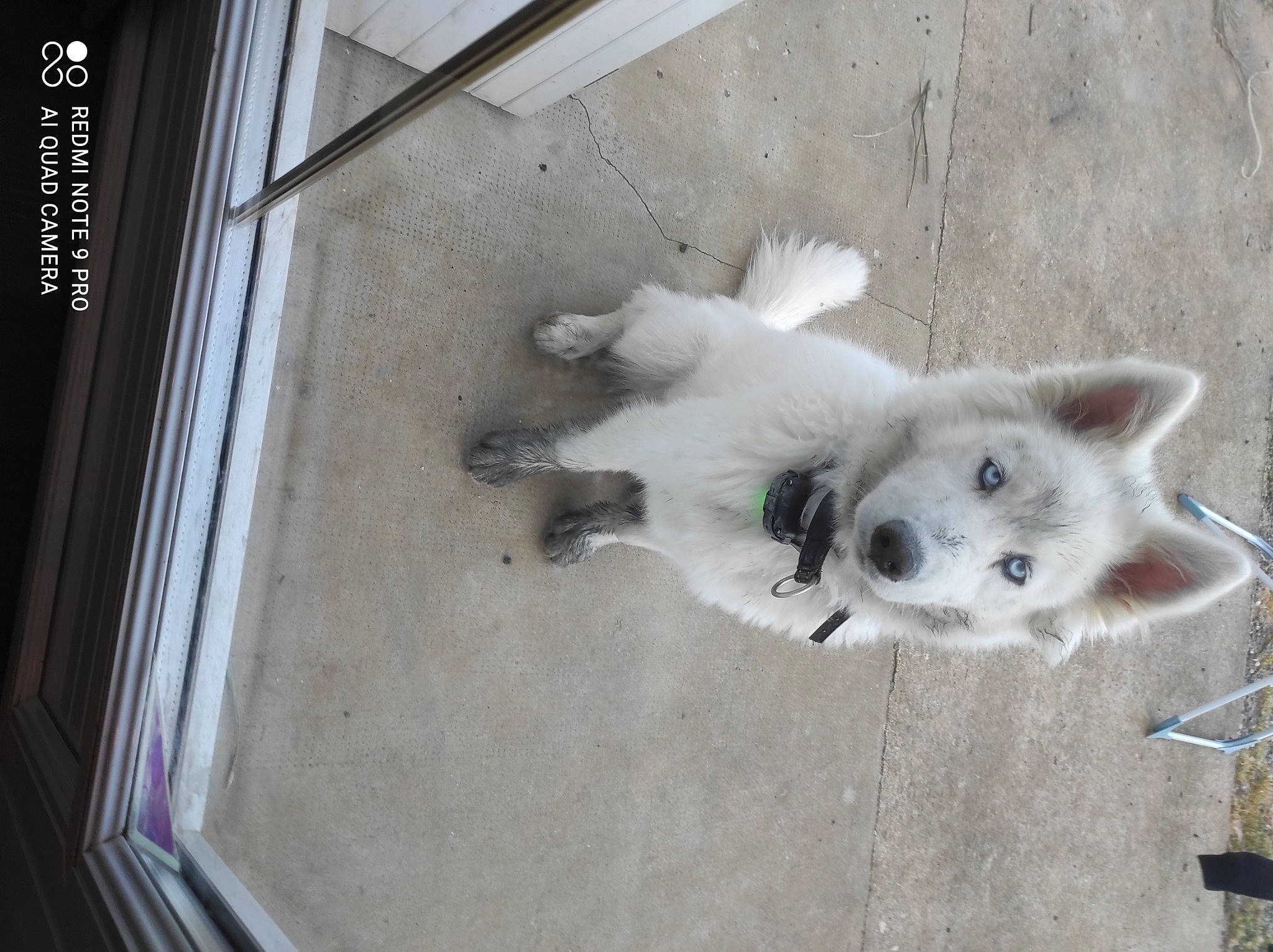 Kev a rejoint le concours — aidez-le/la à gagner de superbes lots ! canidae, carnivore, companion_dog, dog, dog_breed, fawn, felidae, fur, german_spitz, paw, samoyed, small_to_medium_sized_cats, snout, spitz, sporting_group, tail, tints_and_shades, volpino_italiano, whiskers, window