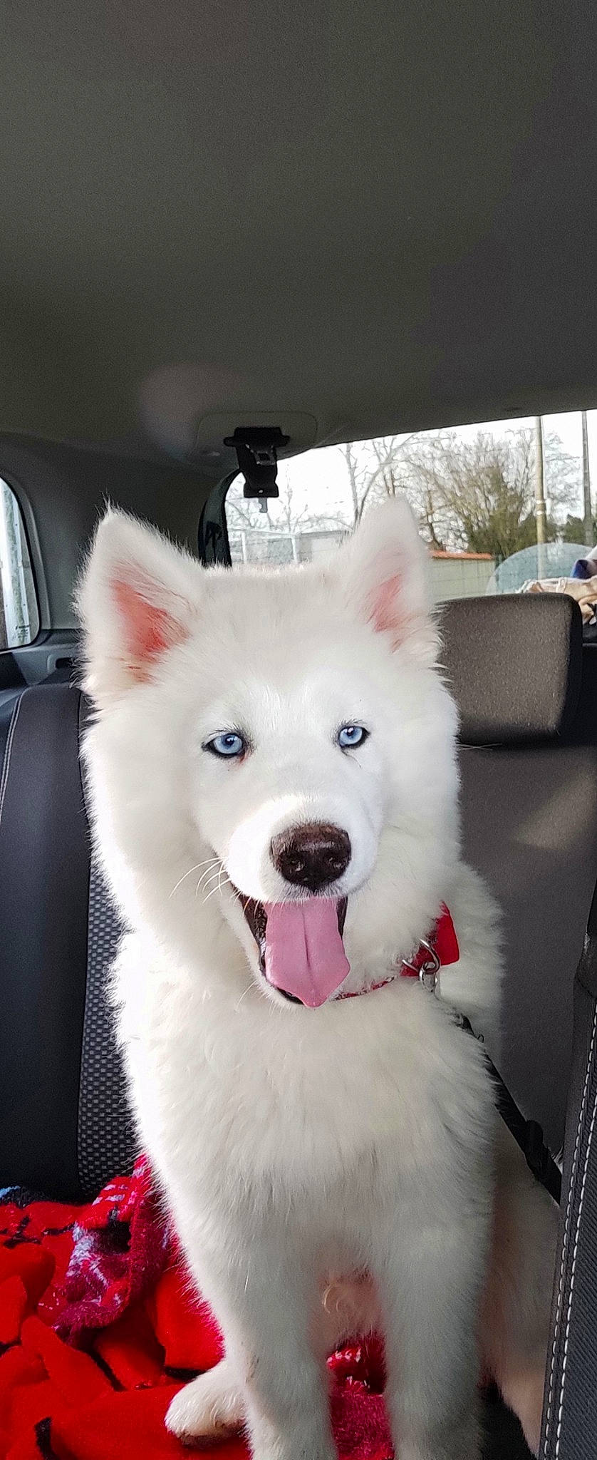 Kev a rejoint le concours — aidez-le/la à gagner de superbes lots ! car, carnivore, collar, companion_dog, dog, dog_breed, dog_collar, dog_supply, ear, eye, fang, fur, indian_spitz, samoyed, snout, spitz, sporting_group, volpino_italiano, whiskers, working_animal
