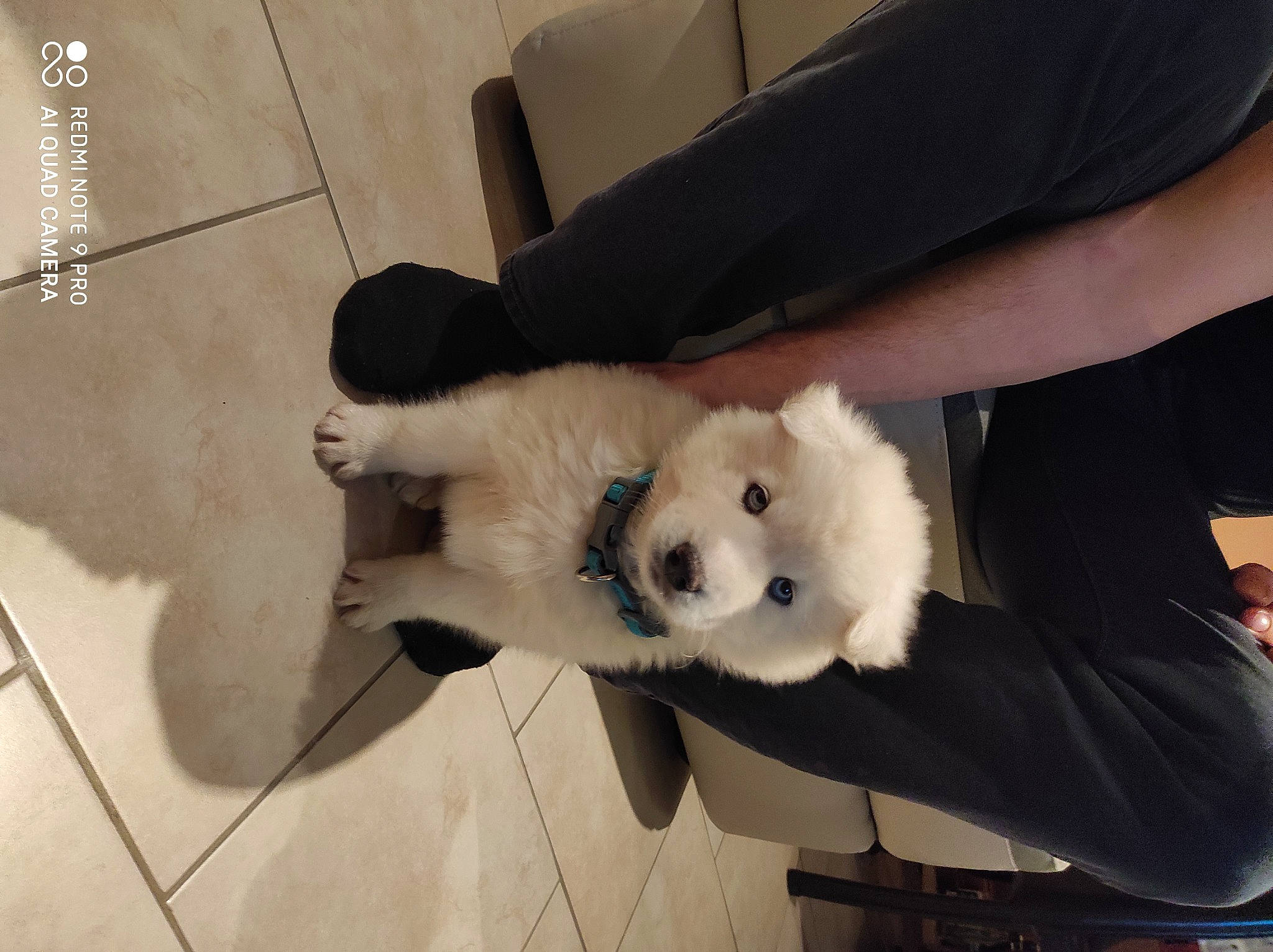 Kev a rejoint le concours — aidez-le/la à gagner de superbes lots ! canidae, carnivore, chair, collar, companion_dog, dog, dog_breed, flooring, fur, german_spitz, japanese_spitz, plush, samoyed, spitz, sporting_group, stuffed_toy, tail, tile_flooring, toy_dog, volpino_italiano