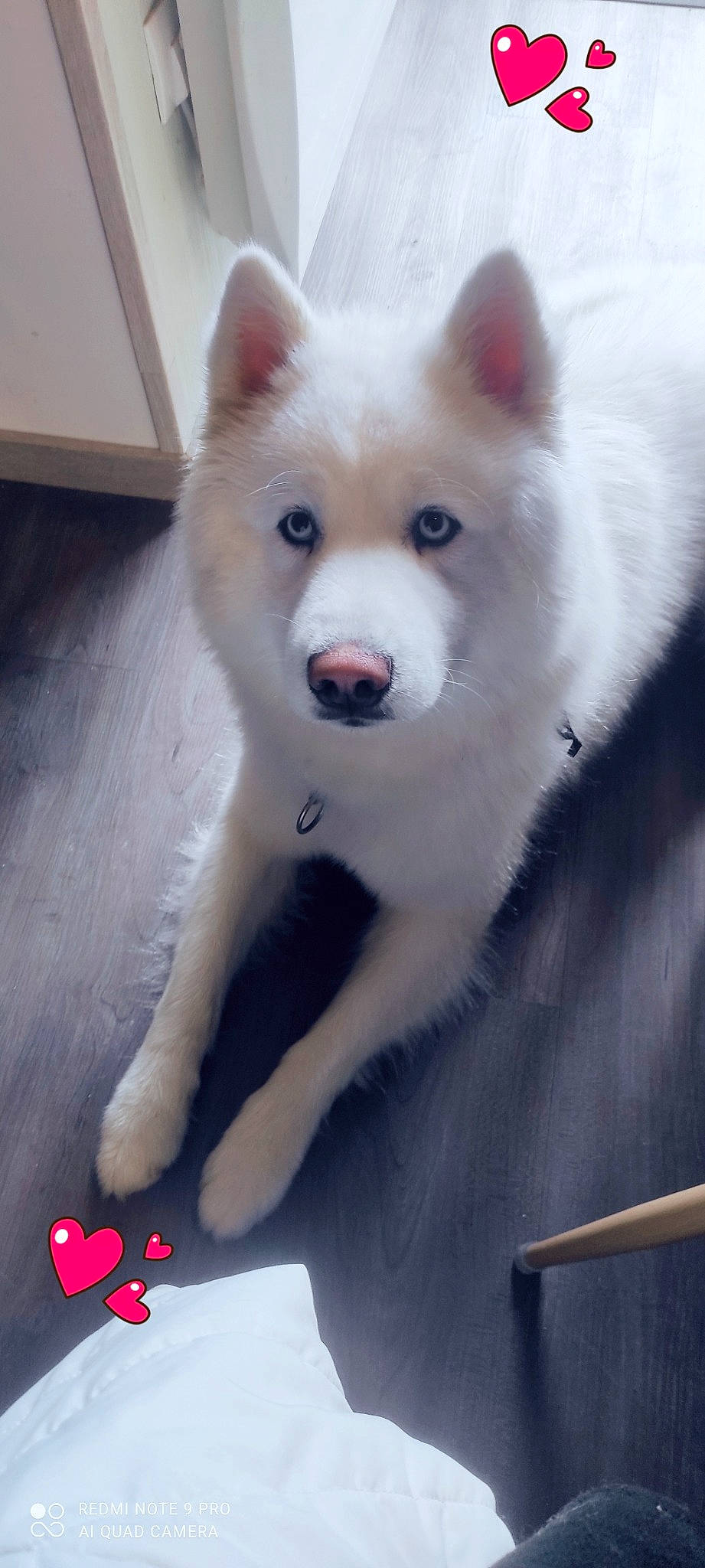 Kev participe au concours pour gagner de l'argent avec cette photo : ancient_dog_breeds, canidae, canis, carmine, carnivore, companion_dog, dog, dog_breed, fur, non_sporting_group, snout, sporting_group, symbol, terrestrial_animal, whiskers, white, working_animal, working_dog