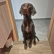 Argus participe au concours pour gagner de l'argent avec cette photo : animal, brown, canine, chocolate_brown, clean, dog, doorway, ears, eyes, flooring, indoors, modern, nose, pet, portrait, sitting, tile_floor, waiting, wall, wooden_floor