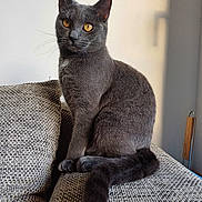 Vany participe au concours pour gagner de l'argent avec cette photo : abyssinian, animal, armchair, blackcat, cat, chair, couch, cushion, egyptiancat, furniture, homedecor, kitten, manx, pet