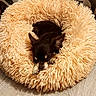 black_and_tan, cozy, curled_up, cute, dog, donut_bed, fluffy, home, indoors, patterned_background, pet_bed, photograph, portrait, puppy, resting, shaggy, sleeping, small_dog, upholstery, wooden_floor