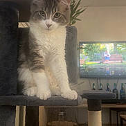 Yoda a rejoint le concours — aidez-le/la à gagner de superbes lots ! animal, cat, cat_tree, cozy, curious, cute, domestic_cat, furniture, furry, home, indoor, living_room, pet, plant, scratching_post, sitting, tabby_cat, television, white_paws, wooden_table