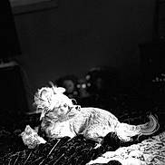 Lady is registered to the contest to win money with this photo: animal, black_and_white, blanket, cozy, curious, cute, dog, fluffy_ears, fur, home, indoor, looking_away, lying_down, pet, portrait, resting, small_dog, soft_light, tail, texture