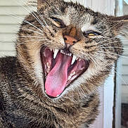 Wormy is registered to the contest to win money with this photo: cat, tabby, feline, close_up, yawning, fangs, tongue, whiskers, pet, animal, indoor, fur, cute, expression, mouth_open, teeth, face, sleepy, domestic_cat, portrait