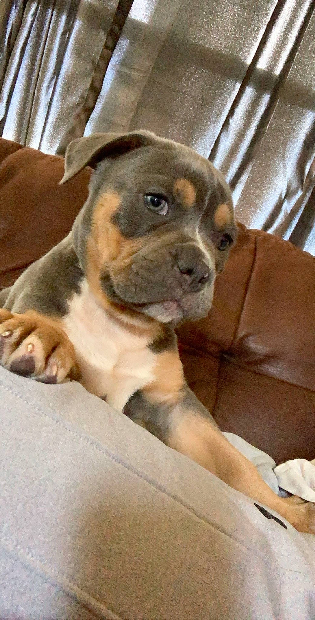 Rexx joined the competition — help win amazing prizes! american_pit_bull_terrier, american_staffordshire_terrier, bulldog, canidae, carnivore, companion_dog, dog, dog_breed, fawn, mammal, molosser, non_sporting_group, perro_de_presa_mallorquin, pit_bull, puppy, rare_breed_dog, snout, sporting_group, staffordshire_bull_terrier, vertebrate