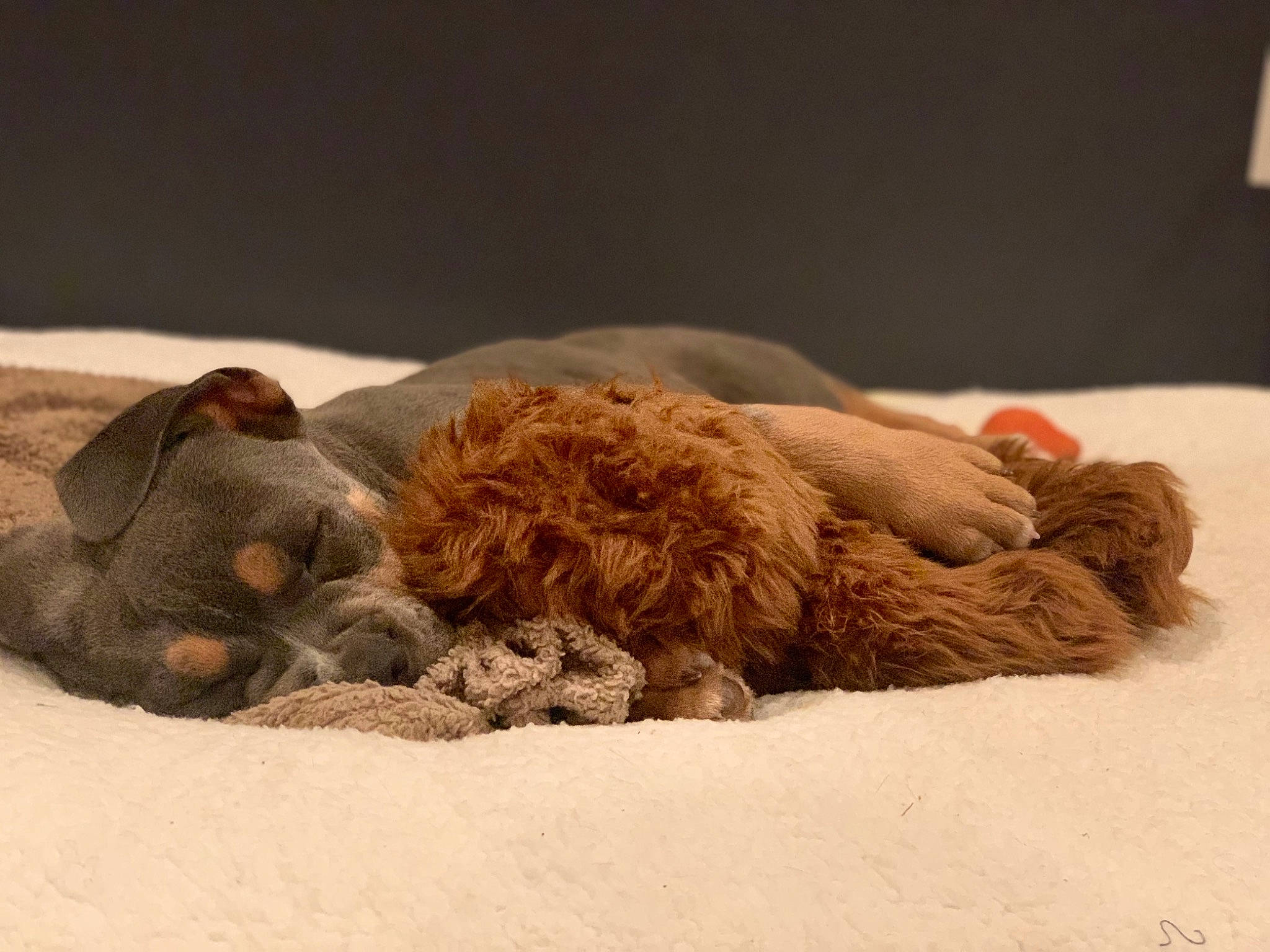 Rexx is registered to the contest to win money with this photo: canidae, carnivore, cavapoo, cockapoo, companion_dog, dog, dog_breed, goldendoodle, labradoodle, nap, puppy, spaniel, spanish_water_dog, sporting_group