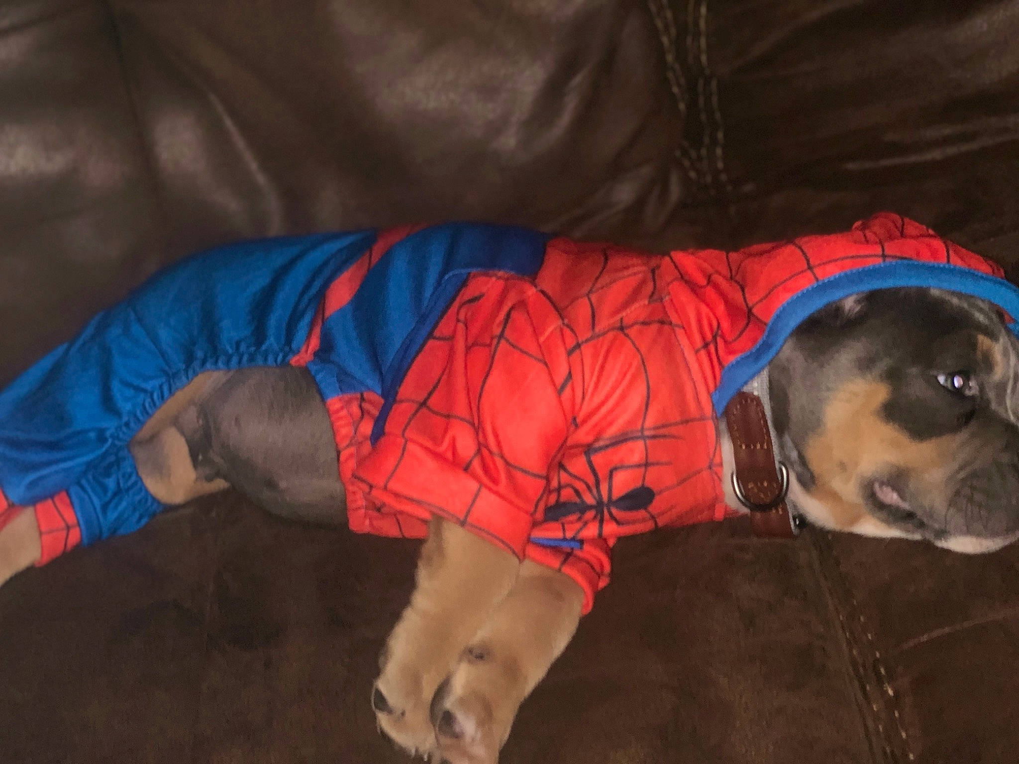 Rexx joined the competition — help win amazing prizes! canidae, carnivore, dog, dog_breed, dog_clothes, fawn, sporting_group