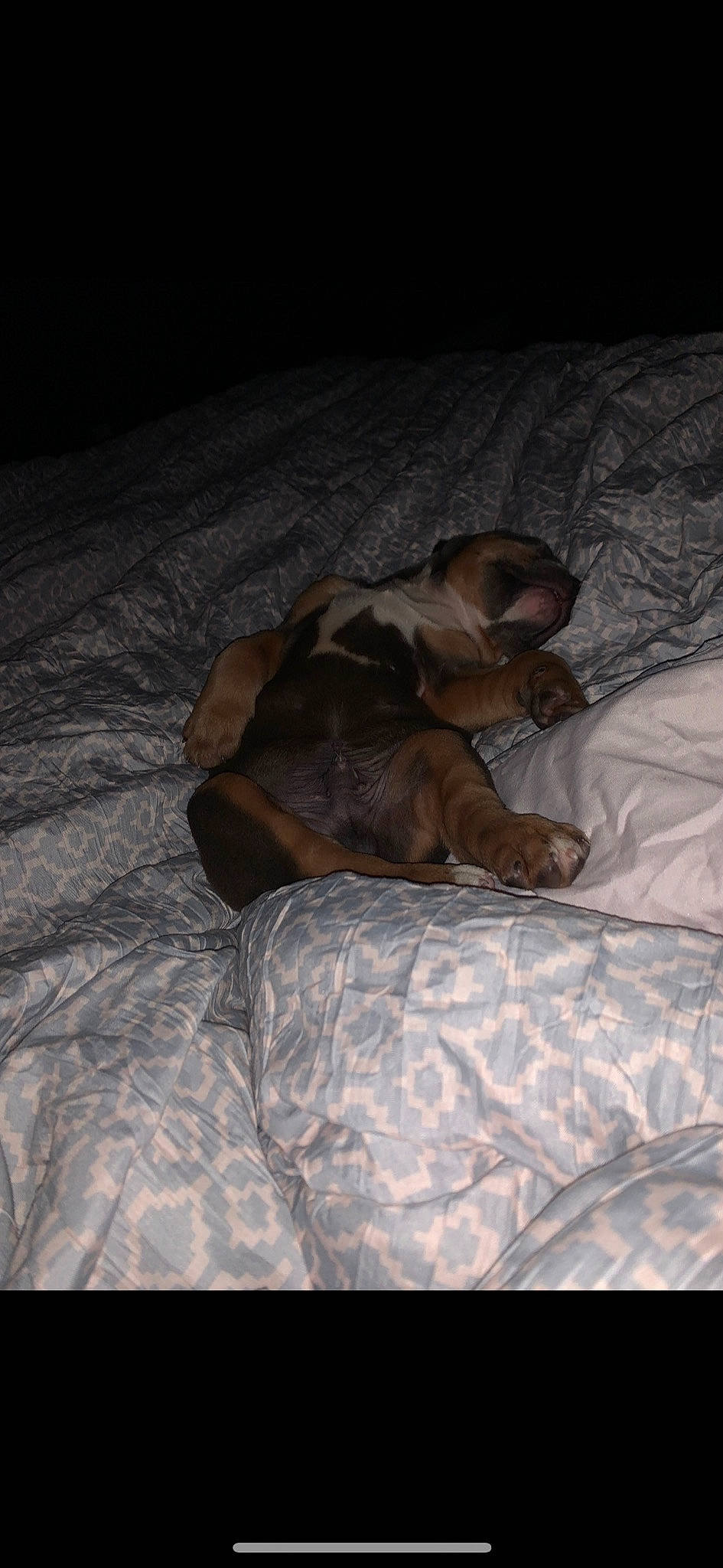 Rexx is registered to the contest to win money with this photo: canidae, carnivore, dog, dog_breed, fawn, nap, puppy, sleep, snout, sporting_group