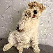 Milou a rejoint le concours — aidez-le/la à gagner de superbes lots ! dog, paw, curly_hair, fluffy, couch, indoor, wallpaper, leaf_pattern, tongue_out, sitting, pet, cute, playful, fur, raised_paw, smiling, animal, friendly, companion, furry