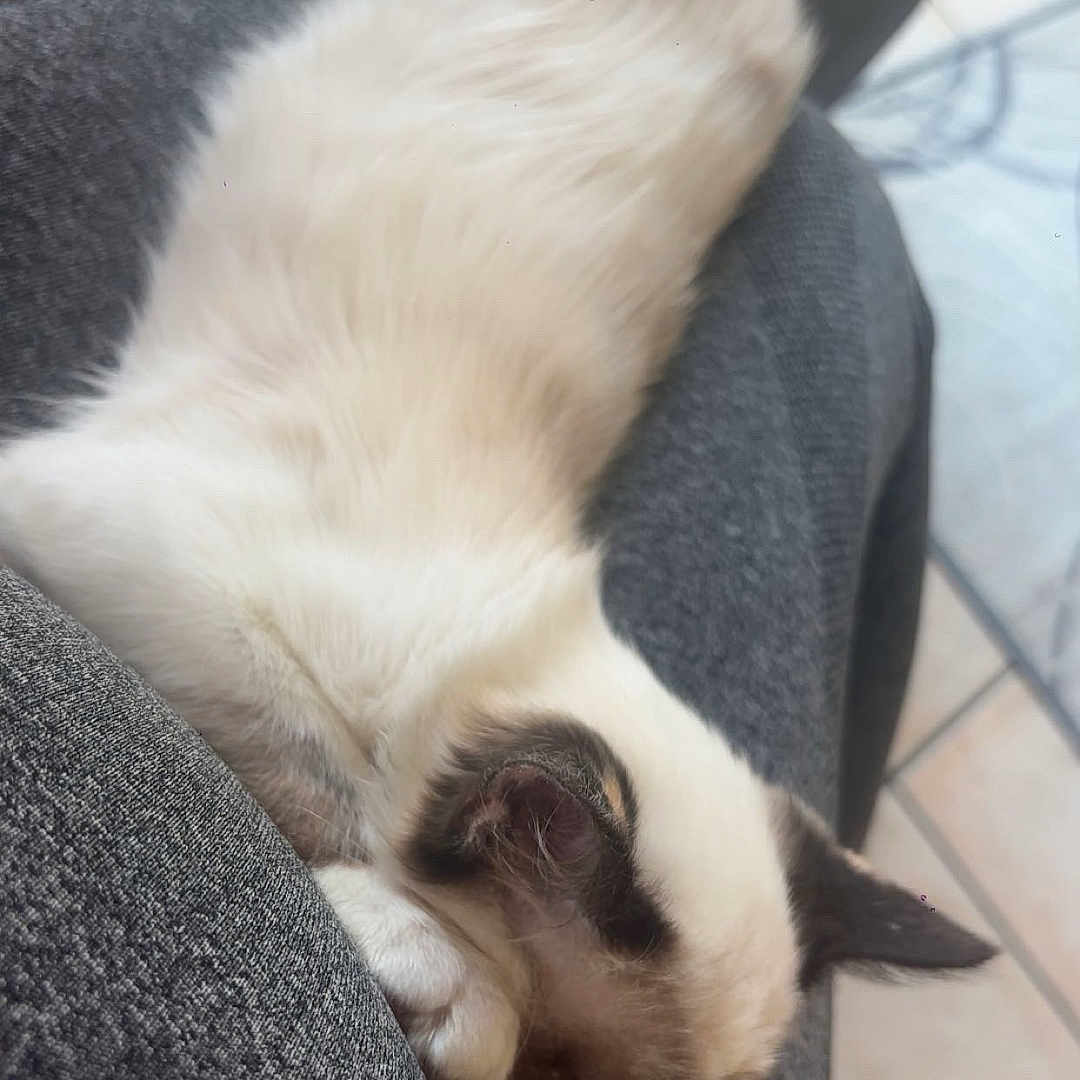 Rosalya participe au concours pour gagner de l'argent avec cette photo : animal, brown, cat, closeup, cozy, cute, fabric, fluffy, fur, gray, indoor, mammal, paw, pet, relaxation, resting, sleeping, texture, whiskers, white
