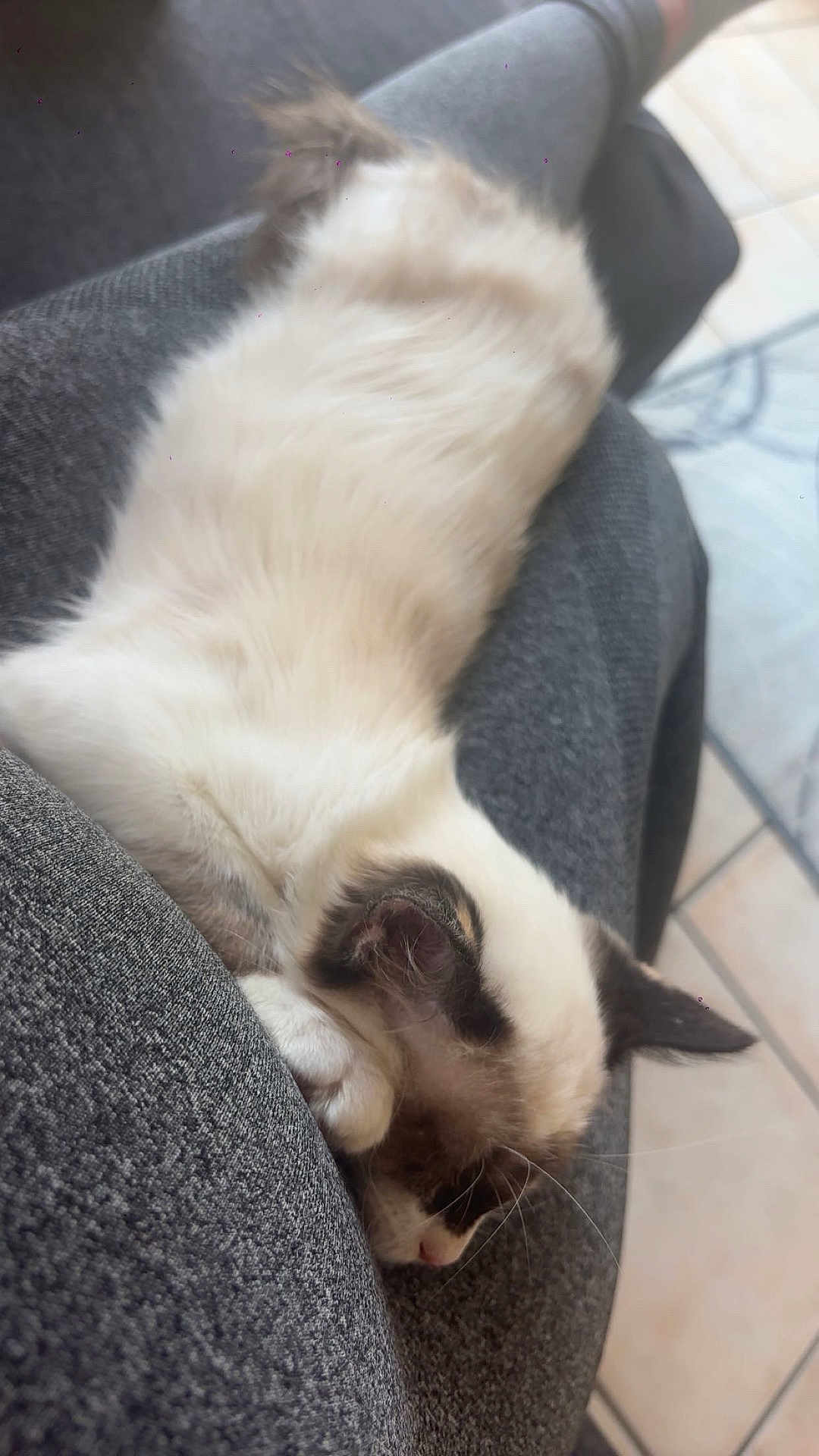 Rosalya participe au concours pour gagner de l'argent avec cette photo : cat, sleeping, fluffy, white, brown, fur, pet, indoor, cozy, resting, animal, mammal, closeup, texture, fabric, gray, relaxation, cute, whiskers, paw