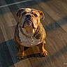 bulldog, dog, pet, chain, gold_chain, wooden_floor, indoor, sunlight, shadow, looking_up, brown, white, short_hair, cute, animal, mammal, companion, sitting, portrait, domestic_dog