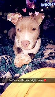 Jerise is registered to the contest to win money with this photo: american_pit_bull_terrier, american_staffordshire_terrier, bull_and_terrier, bull_terrier, canidae, carnivore, dog, dog_breed, ear, fawn, mammal, non_sporting_group, nose, photo_caption, photography, pit_bull, puppy, selfie, snout, vertebrate