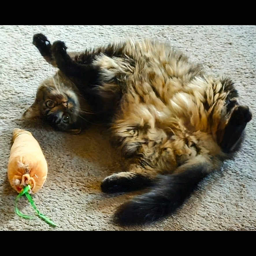 Munty is registered to the contest to win money with this photo: animal, black, brown, carpet, cat, cozy, curious, cute, domestic, feline, fluffy, fur, indoor, lying_down, orange, pet, playful, plush, relaxed, toy