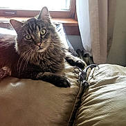 Munty joined the competition — help win amazing prizes! animal, cat, couch, cozy, curious, curtains, feline, fur, green_eyes, home, indoor, leather_couch, natural_light, paw, pet, relaxed, tabby_cat, toy_dinosaur, whiskers, window