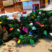 Nakema And Mister joined the competition — help win amazing prizes! cat, tabby_cat, garland, holiday_decor, indoor, carpet, patterned_rug, feline, pets, curious, collar, decorations, colorful, greenery, relaxed, two_animals, domestic_cat, floor, playful, household