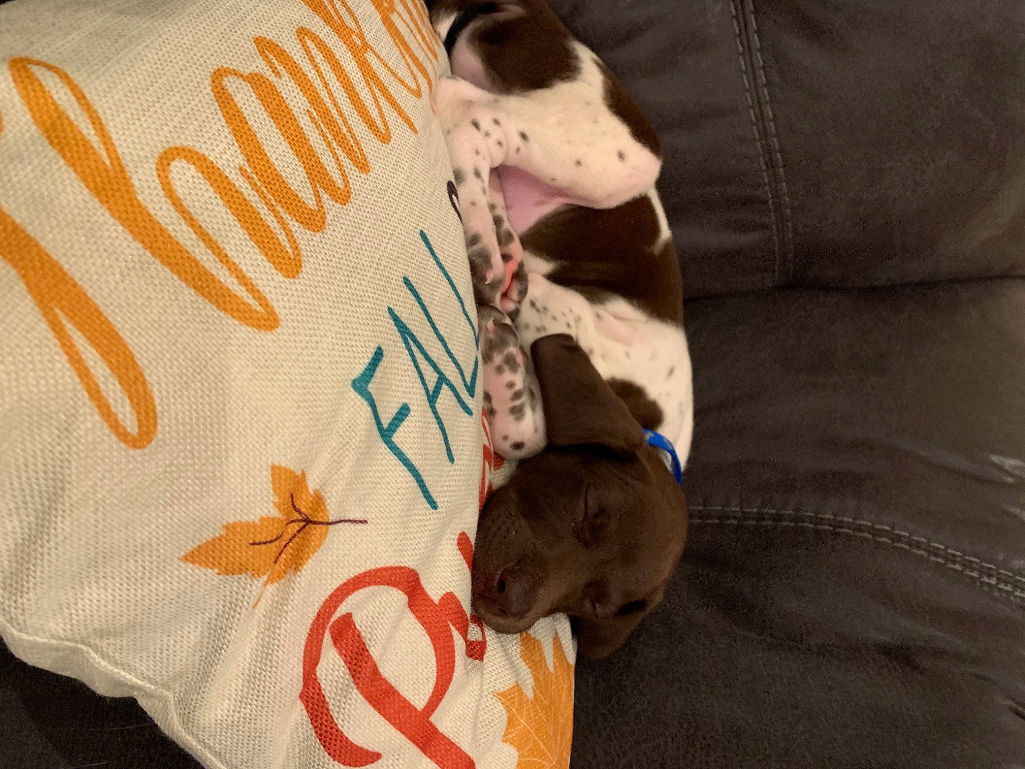 Bogue joined the competition — help win amazing prizes! canidae, carnivore, dog, dog_breed, fawn, french_bulldog, linens, non_sporting_group, puppy, rat