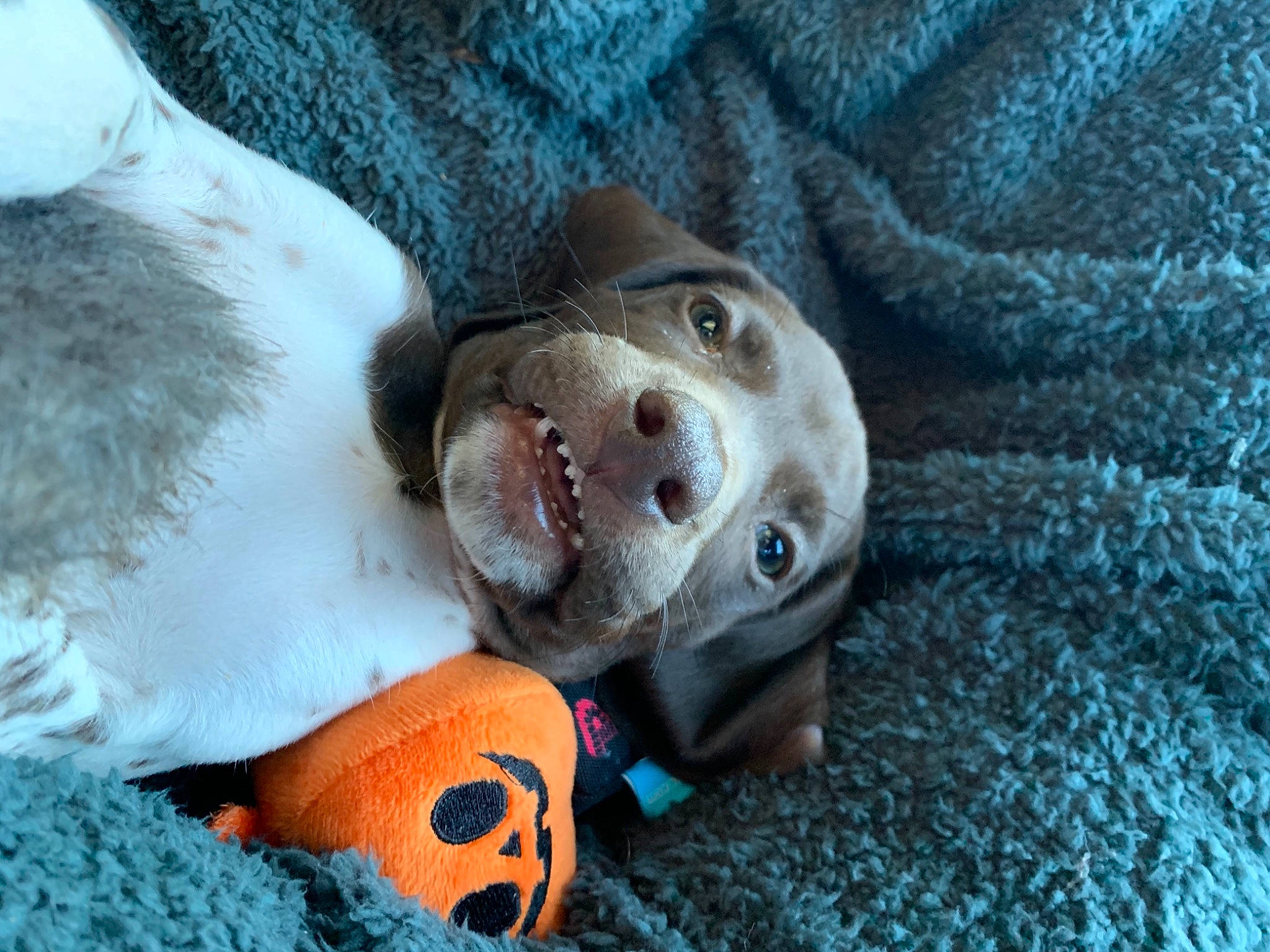 Bogue is registered to the contest to win money with this photo: canidae, carnivore, dog, dog_breed, dog_toy, fawn, german_shorthaired_pointer, nose, pachon_navarro, pointer, pointing_breed, puppy, snout, sporting_group, weimaraner