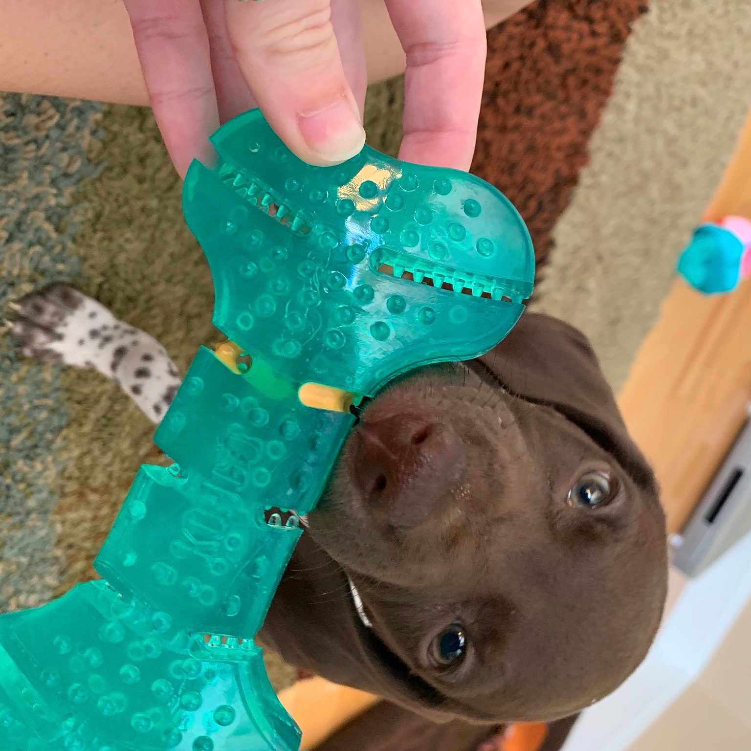 Bogue joined the competition — help win amazing prizes! fawn