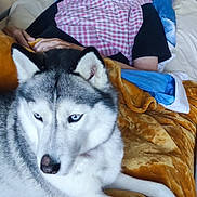 Laïka participe au concours pour gagner de l'argent avec cette photo : elderly_man, bed, blanket, husky, dog, blue_eyes, indoor, comfort, resting, pillow, smile, checkered_bib, fur, pet, companion, furniture, relaxation, animal, human, warmth