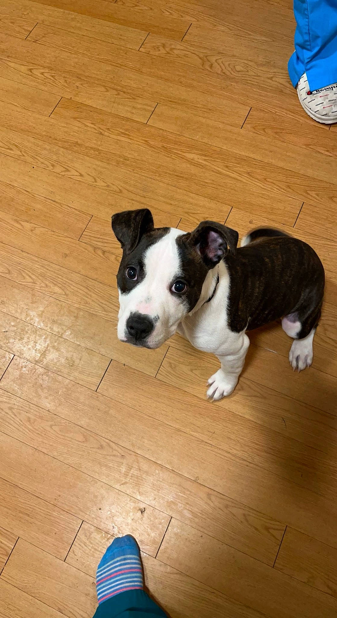 Drama joined the competition — help win amazing prizes! blue, carnivore, collar, companion_dog, dog, dog_breed, dog_collar, fawn, floor, flooring, fur, hardwood, laminate_flooring, paw, tail, whiskers, wood, wood_flooring, wood_stain, working_animal