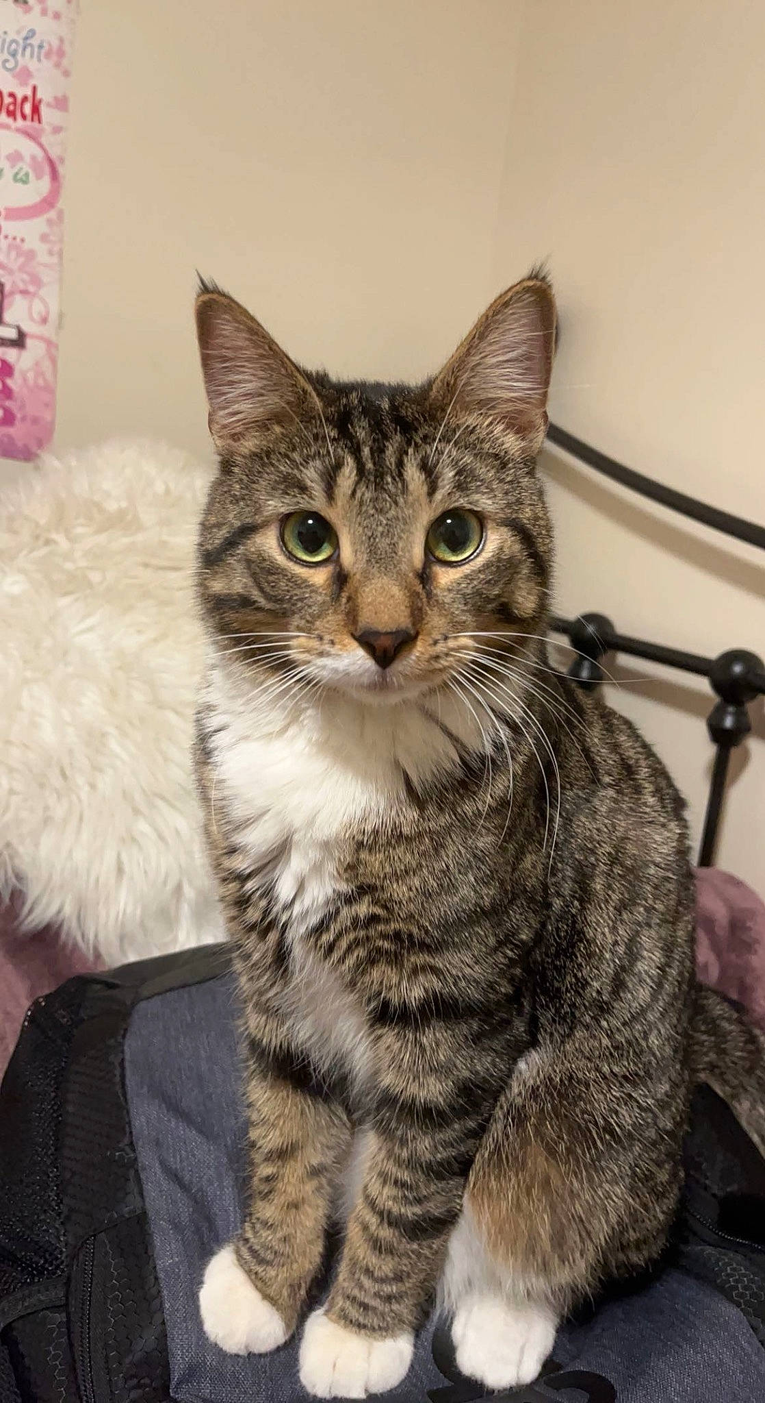 Sidney is registered to the contest to win money with this photo: carnivore, cat, claw, domestic_short_haired_cat, felidae, fur, paw, small_to_medium_sized_cats, snout, tail, terrestrial_animal, whiskers, window