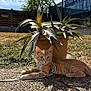 Léon a rejoint le concours — aidez-le/la à gagner de superbes lots ! kitten, cat, orange_cat, leash, harness, succulent, plant, potted_plant, outdoor, sunlight, gravel, shadow, blue_sky, fence, garden, nature, pet, animal, small_cat, curious