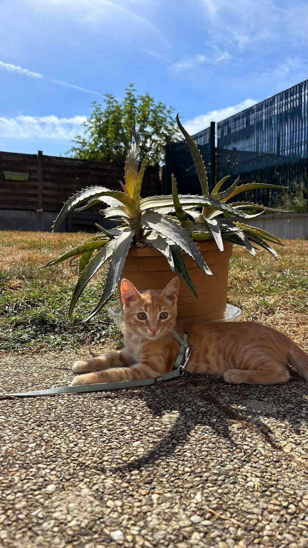 Léon