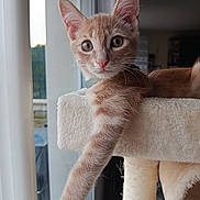Léon participe au concours pour gagner de l'argent avec cette photo : cat, kitten, ginger, feline, pet, indoor, cat_tree, window, curious, stretching, fur, whiskers, paw, collar, relaxed, animal, home, soft_light, closeup, domestic