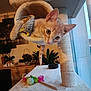 Léon a rejoint le concours — aidez-le/la à gagner de superbes lots ! cat, kitten, cat_condo, toy_mouse, feather_toy, indoor, plant, furniture, window, curious, orange_tabby, pet, scratching_post, cozy, home, animal, cute, playful, young_cat, domestic_cat