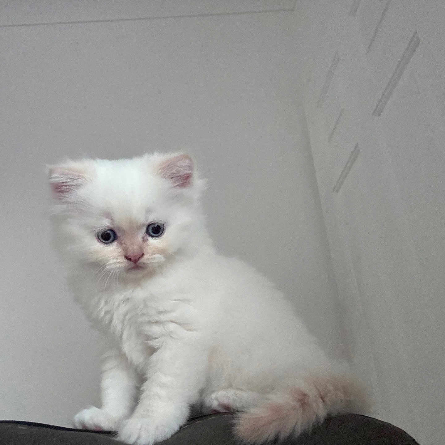 Bruce joined the competition — help win amazing prizes! abyssinian, angora, animal, cat, indoors, kitten, manx, pet, siamese, white