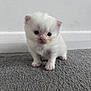 angora, animal, canine, cat, dog, kitten, manx, pet, puppy, siamese, white, whitedog